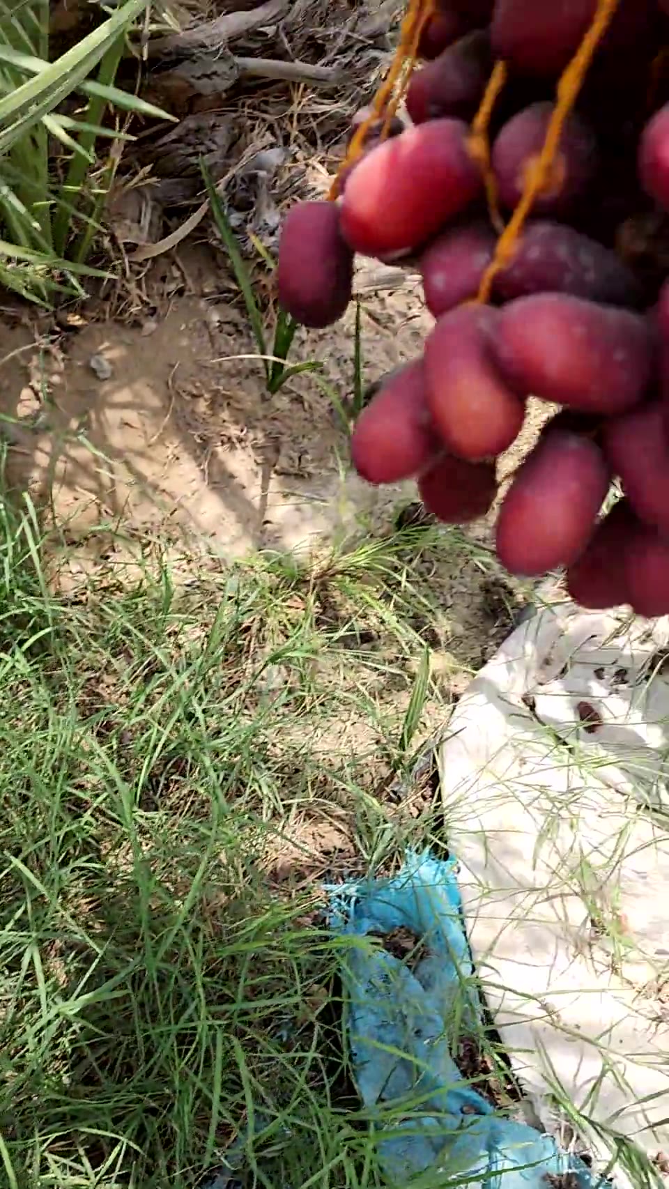 Mazafati dates ripening on the palm tree