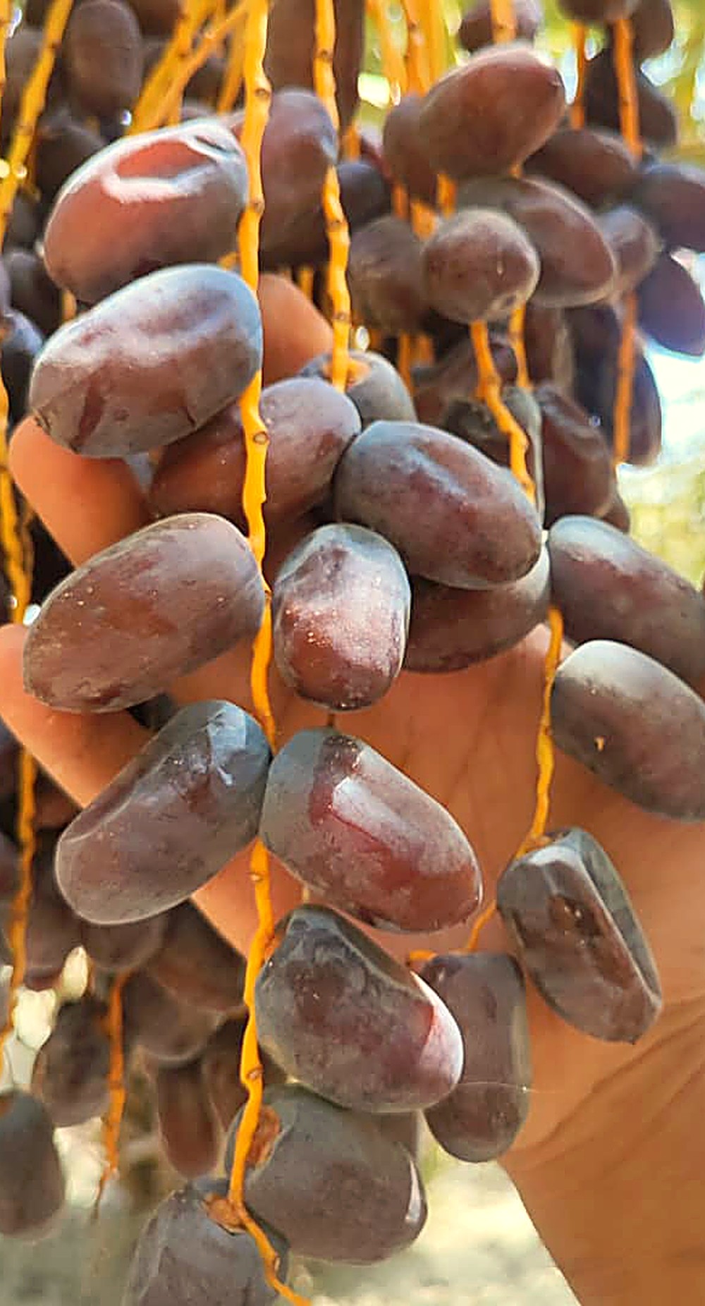 Kaluteh dates hand-picked straight from the palm