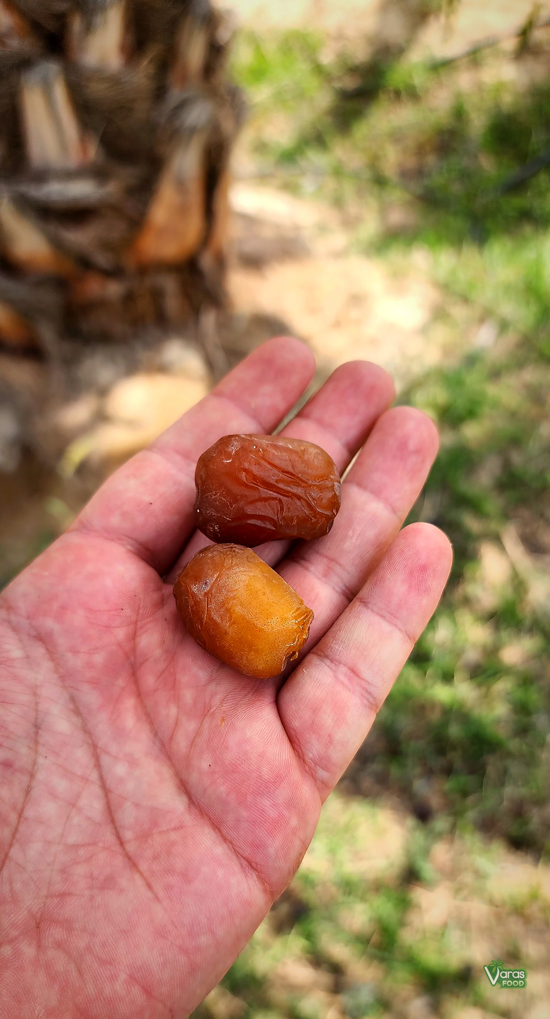 Mordasang dates in hand at the base of a palm tree in Jiroft