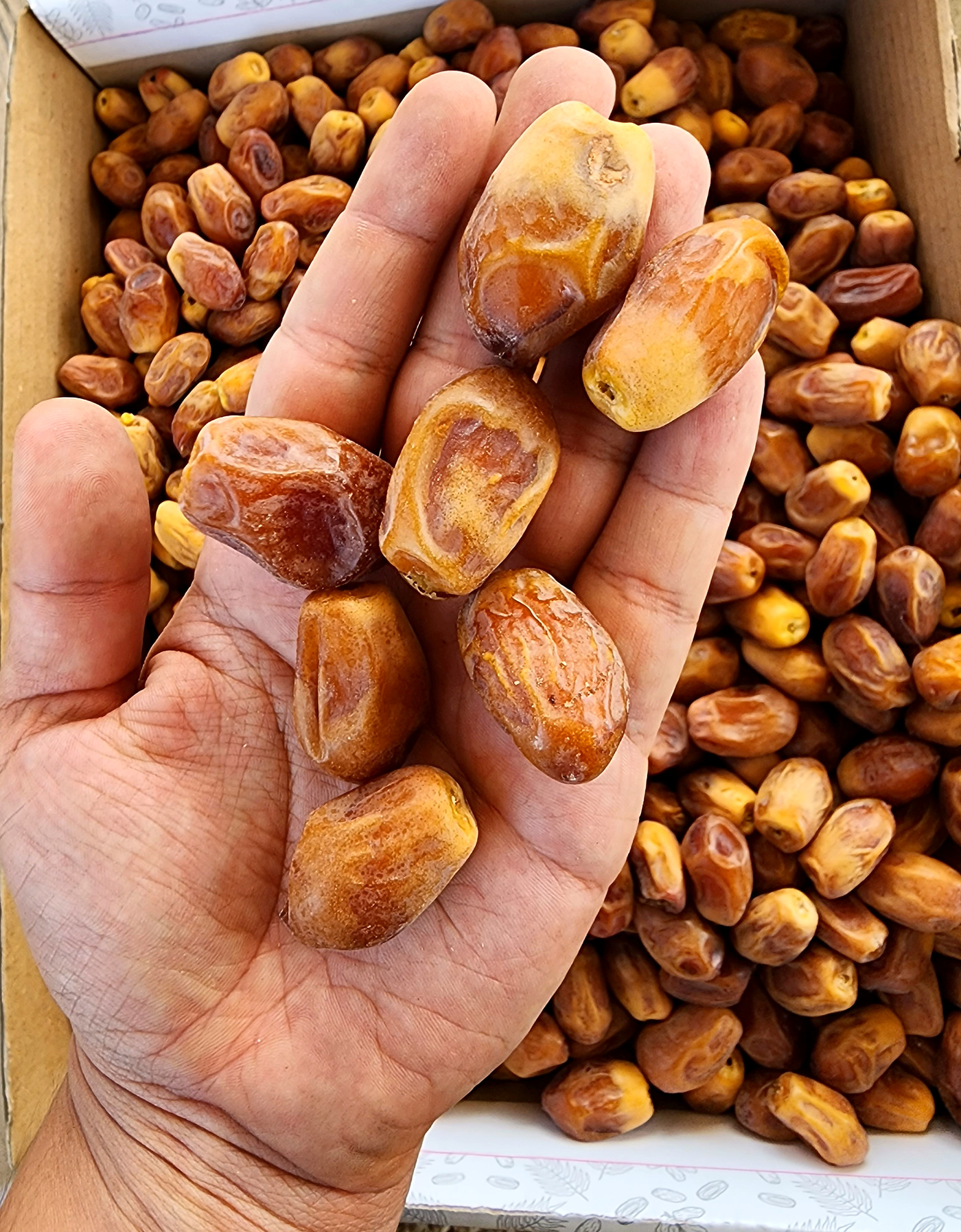 Hand-selected Zahedi dates from the sorting crate